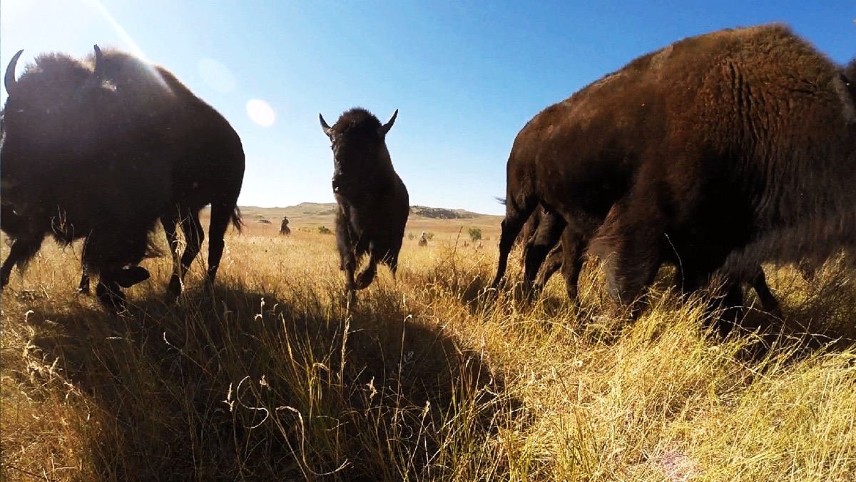 ‎Northern Exposure - United States of Animals (Temporada 1, Episodio 11 ...