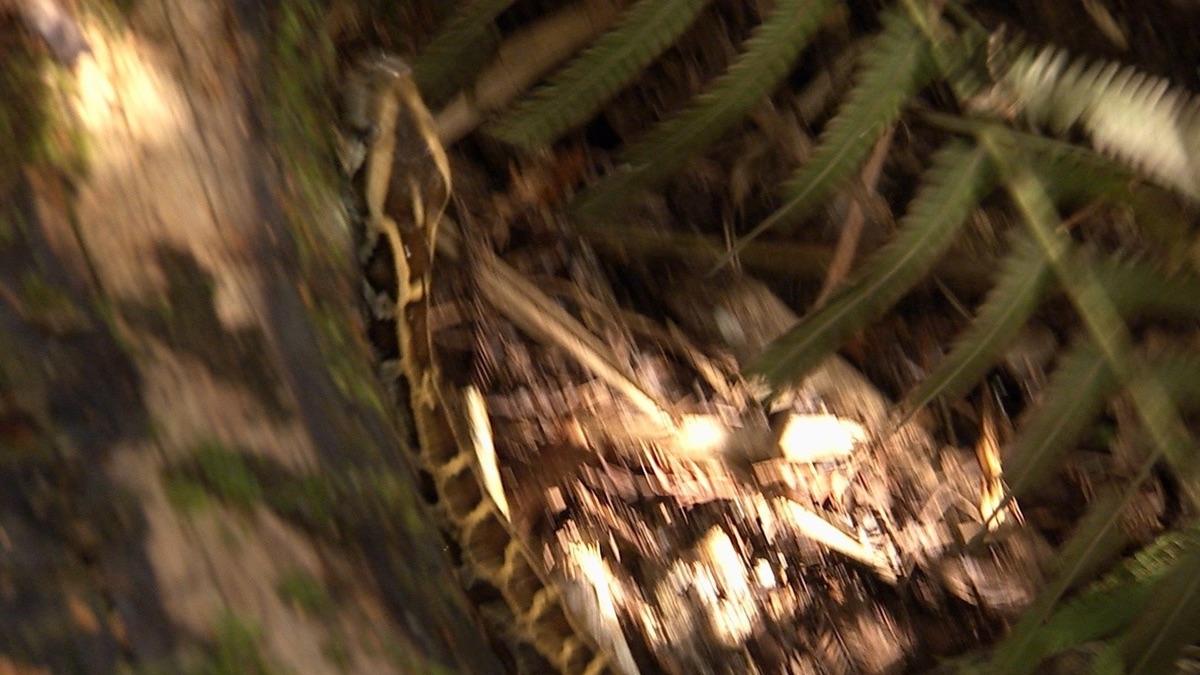 ‎Lizards Gone Wild - Python Hunters (Series 2, Episode 2) - Apple TV (DE)