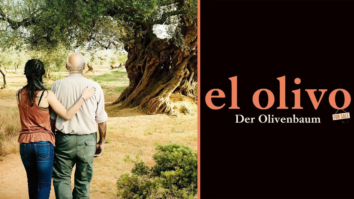olivenbaum olivenöl Olivenbaum 