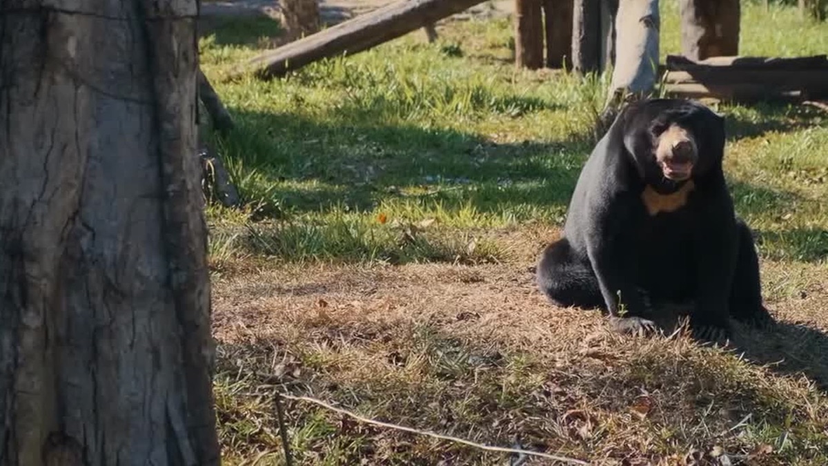 Archie and Zooey’s Cool Facts Top 5 Bears Apple TV