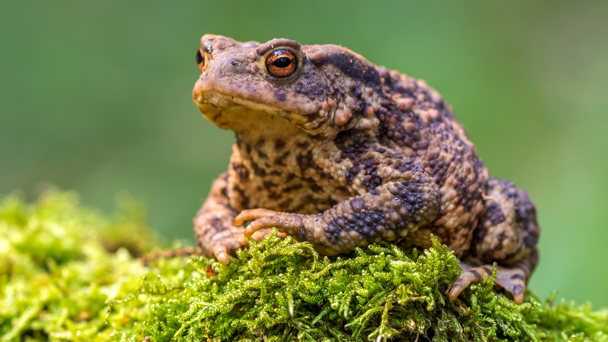 Tadpoles and Toads - Milkshake! Secret Life Of The Forest (Series 1 ...