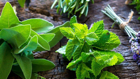 Our chat plant will help about bark and palmstreet