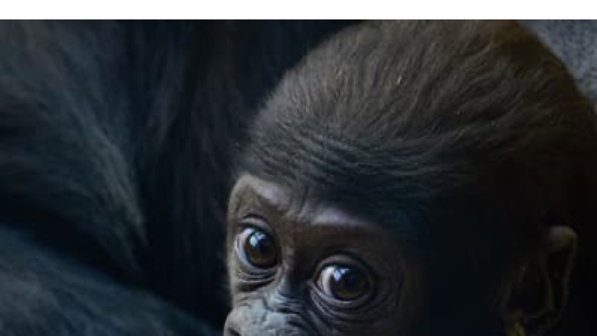 Dundunbaby – Peluche Animaux Doux, Certaines Brillent Dans Le Noir, Compagnon Pour Bébé, Cadeau Anniversaire