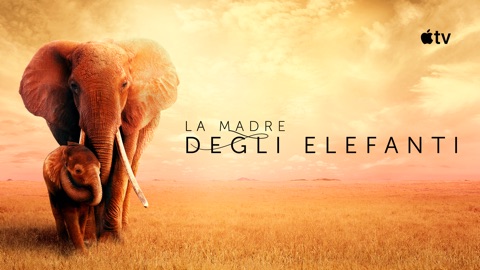 La madre degli elefanti