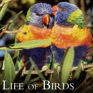 Life of Birds - Episode 4
