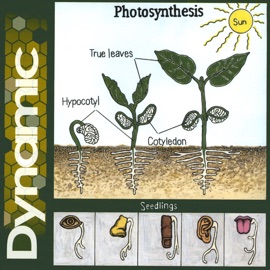 Photosynthesis Dynamic