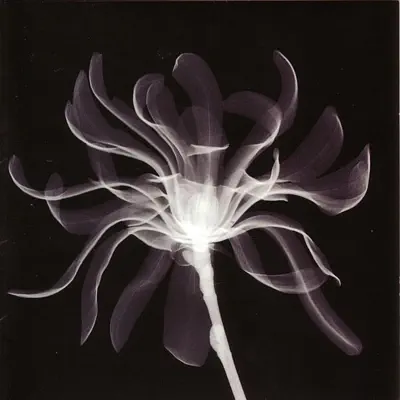 Listen to Vertigo by Jump Little Children