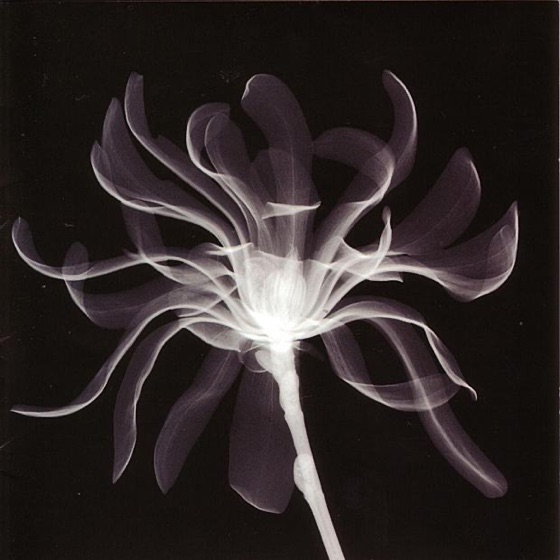Cover artwork for Pigeon