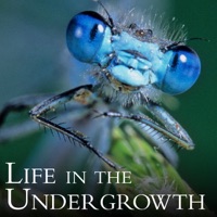 Life In the Undergrowth