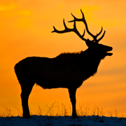 Wild Animal Calls and Nature Sounds - Wildtones