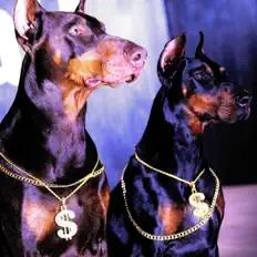 Listen to Dirty Dogz, watch music videos, read bio, see tour dates & more!