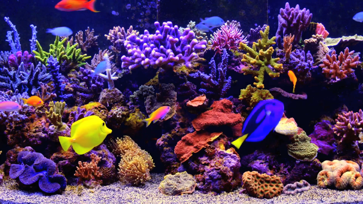 Screenshot #2 pour Amаzing Aquarium