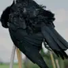 No Painter Of Note