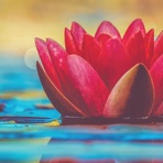 Zen Nadir