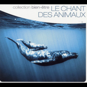 Fauvette à tête noire