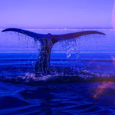 Listen to Solfeggio Frequencies 528Hz, watch music videos, read bio, see tour dates & more!