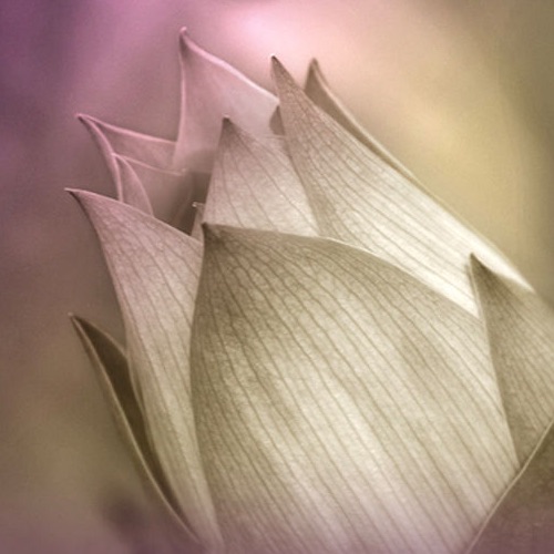 Music for Deep Meditation's avatar