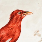 Birds Of The West