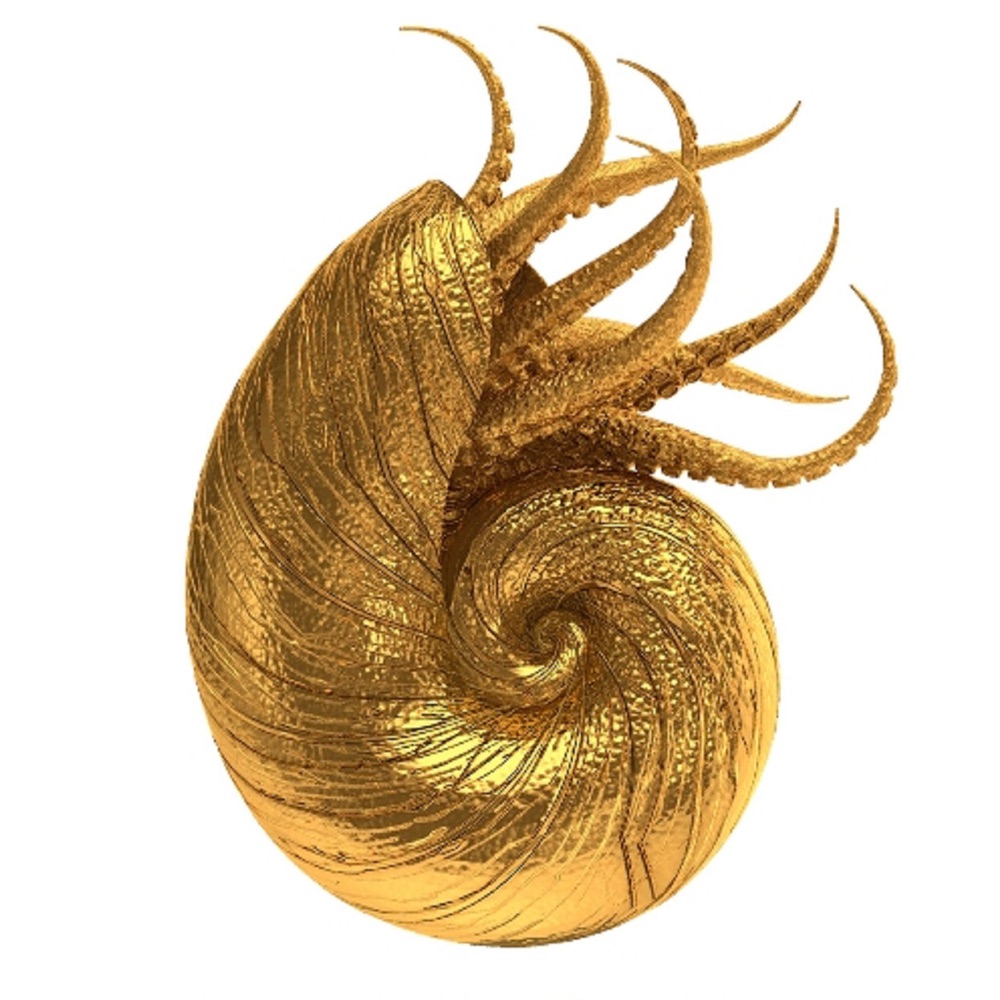 Фото Nautilus Pompilius
