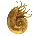 Nautilus Pompilius