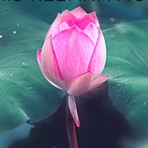 Reiki Healing Unit