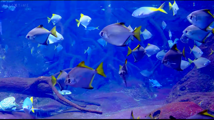Screenshot #3 pour Aquarium Real Time : 4K