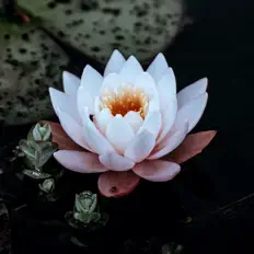 Escucha a 红莲花, mira videos musicales, lee su biografía, consulta las fechas de las gira y más.