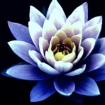Meditation