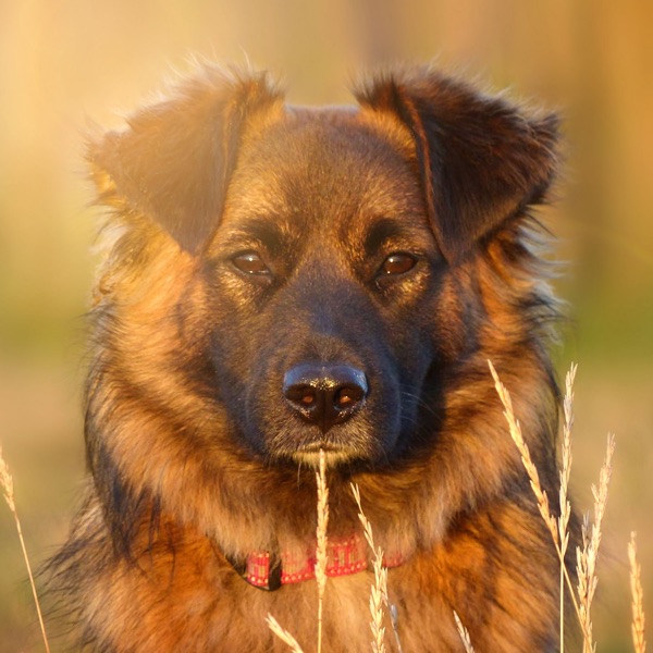 Pet Care Club's avatar
