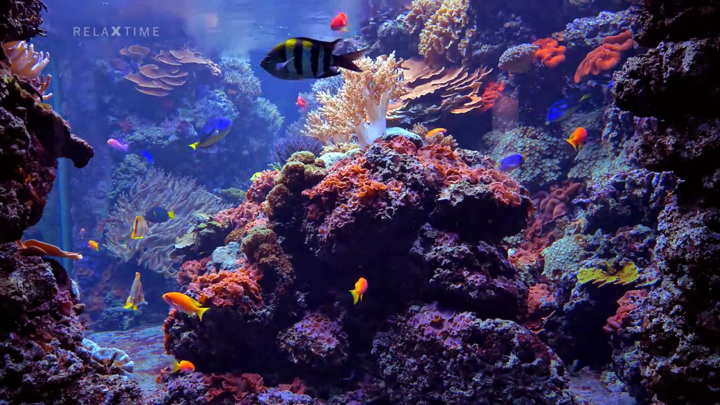 Screenshot #2 pour Aquarium Real Time : 4K