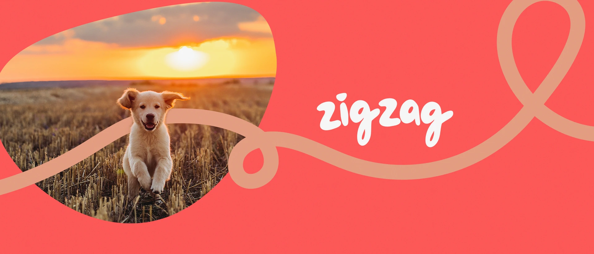 Zigzag - Dog & Puppy Training product page header