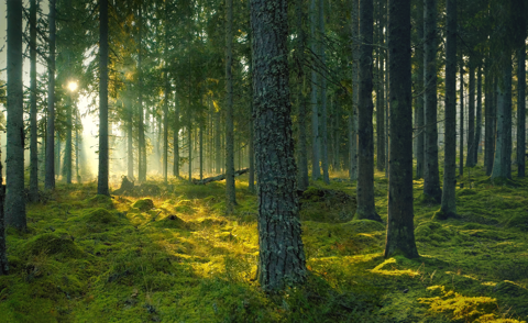 Read more about Celebrate Earth Day