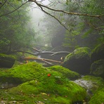 Nature Sound Gallery