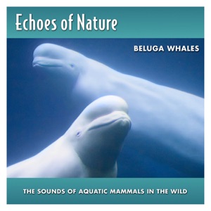 Beluga Whales