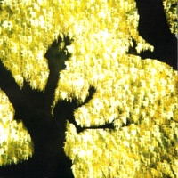 Angel Archipelago - Johan Hedin