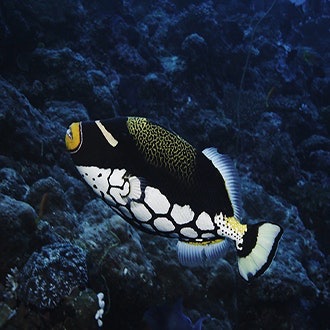 ‎Wild Window: Bejeweled Fishes - Apple TV