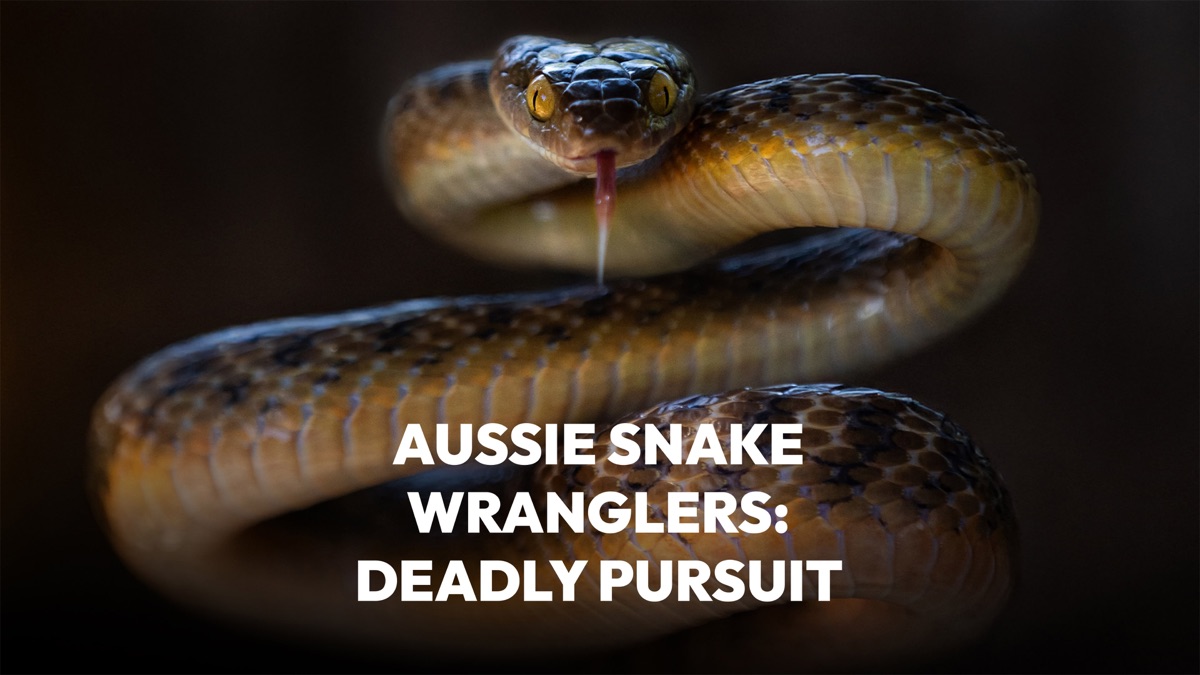 ‎Aussie Snake Wranglers: Deadly... - Apple TV