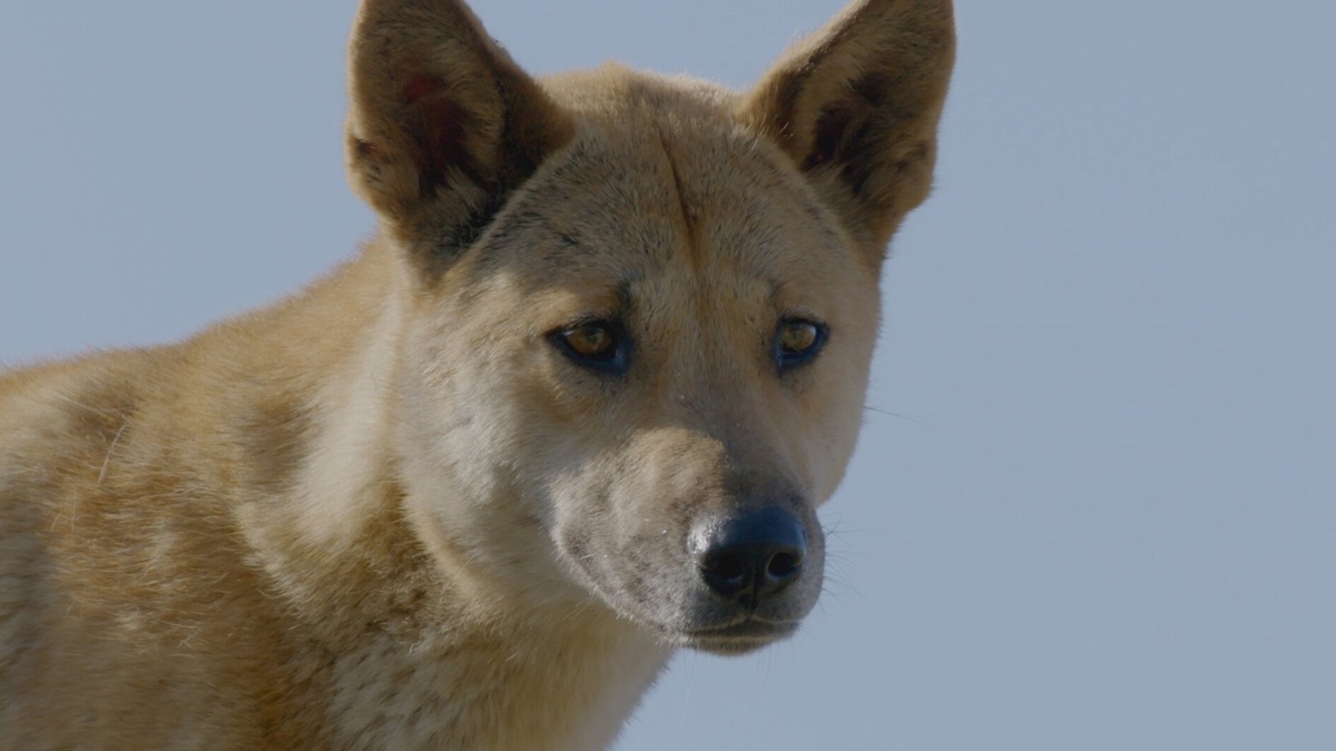 Secret Life of the Dingo - Secrets of Wild Australia (Season 1, Episode ...