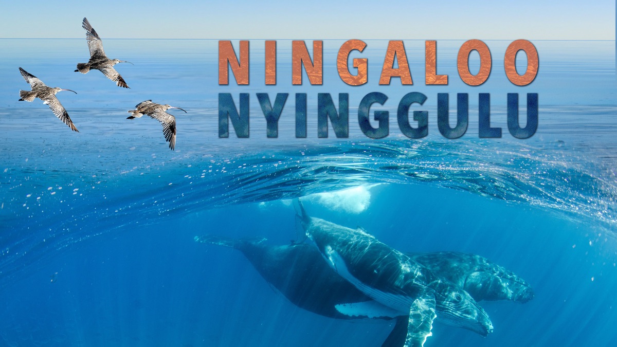 ‎Ningaloo Nyinggulu - Apple TV