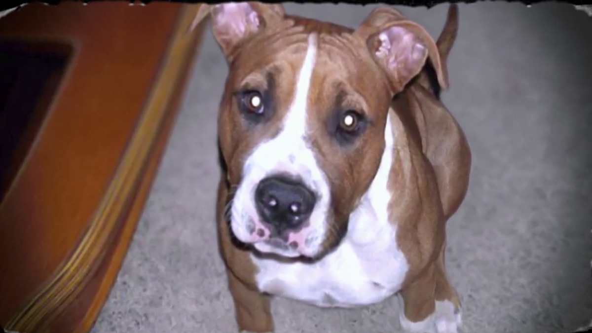 Tormenta de Nieve - Pit bulls y convictos (temporada 1, episodio 3 ...