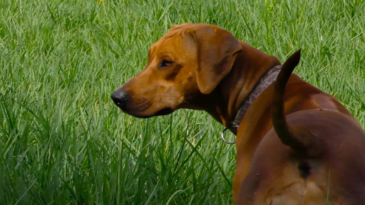Rhodesian Ridgeback - Pet Channel (Season 1, Episode 29) - Apple TV