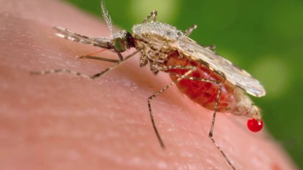 Population Ecology: The Texas Mosquito Mystery - Crash Course Ecology ...