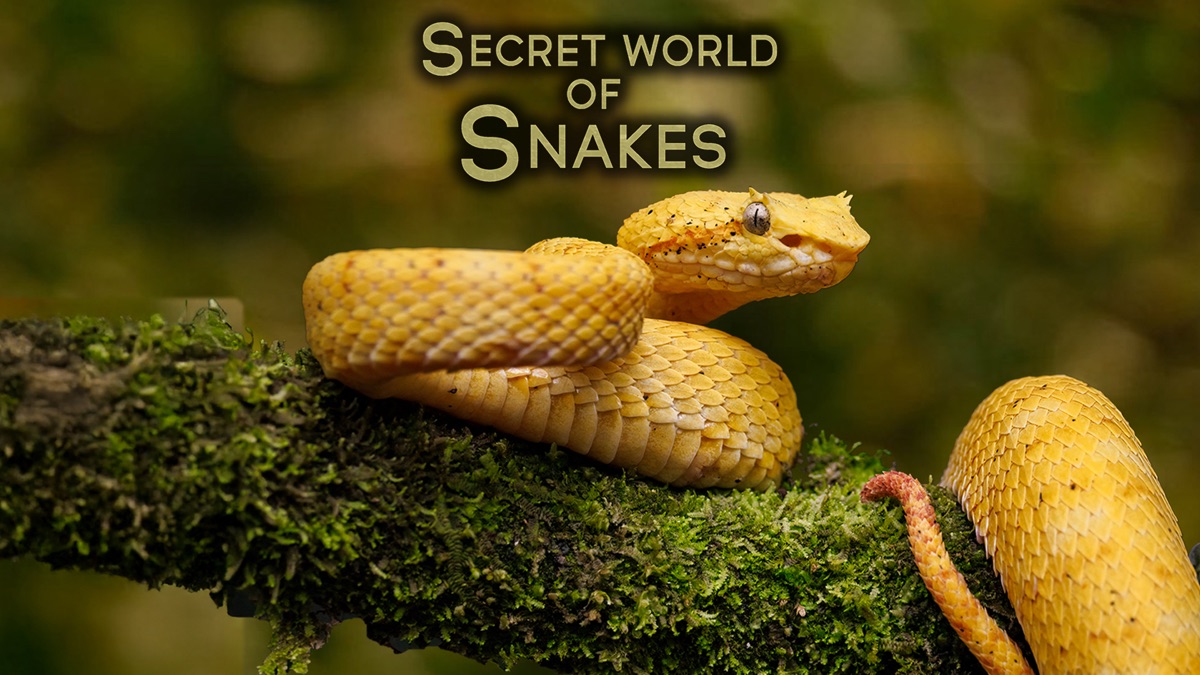 ‎The Secret World Of Snakes - Apple TV