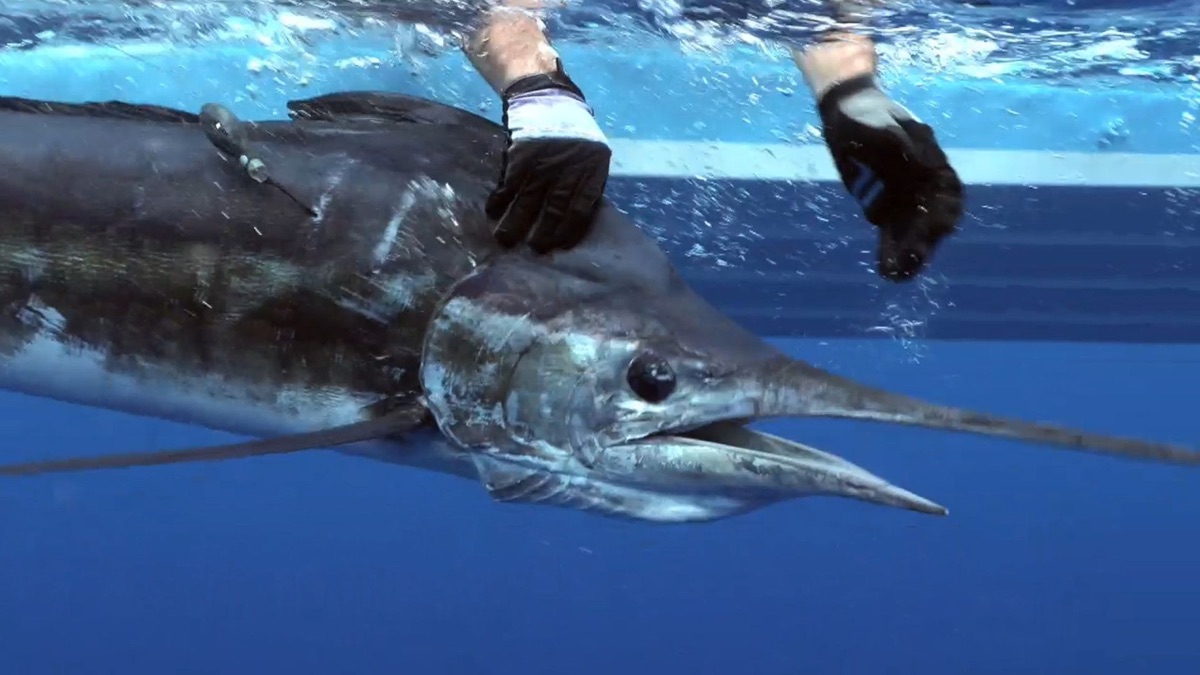 ‎Le marlin rayé – Fish Forever (Season 2, Episode 5) - Apple TV (CA)