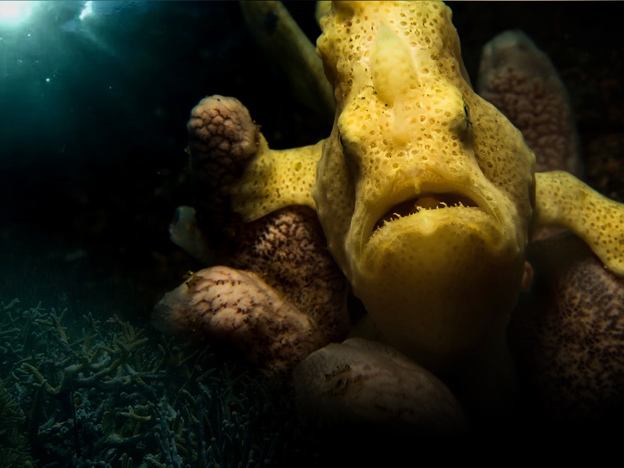 The Lembeh Strait Walking Fish - Apple TV
