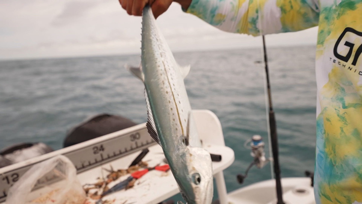 Winter Mixed Bag African Pompano, Mutton Snapper, Yellowtail Snapper ...