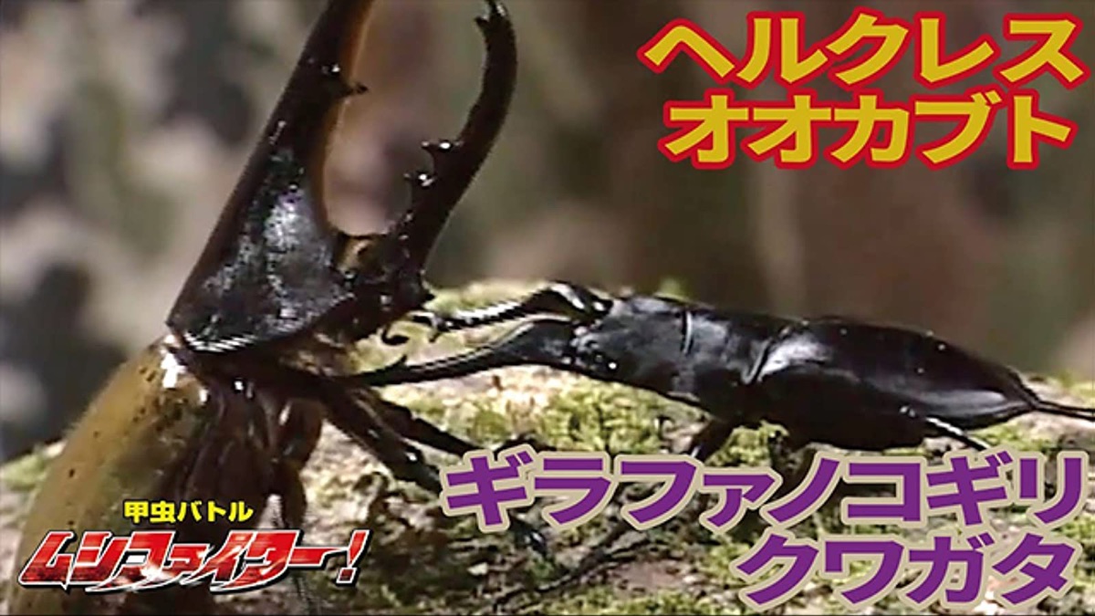 ギラファノコギリクワガタ vs ヘルクレスオオカブト・甲虫バトル・ムシ