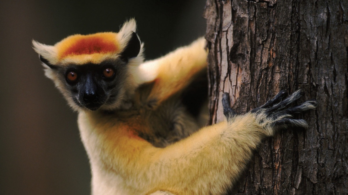 Life in the Trees – Attenborough's Life of Mammals (Season 1, Episode 8 ...
