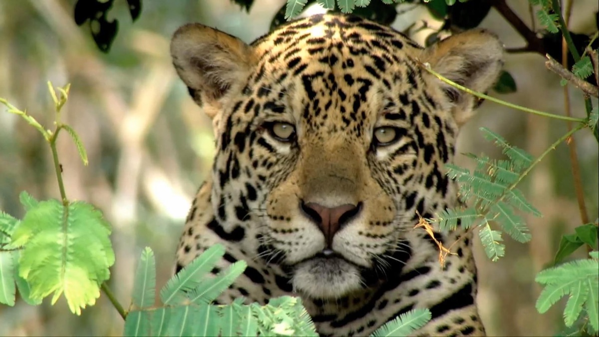 Secret Brazil Pantanal Apple TV