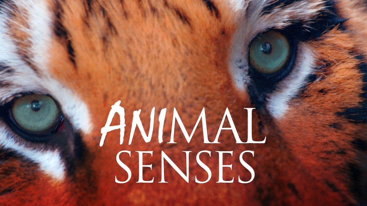 ‎Animal Senses - Apple TV